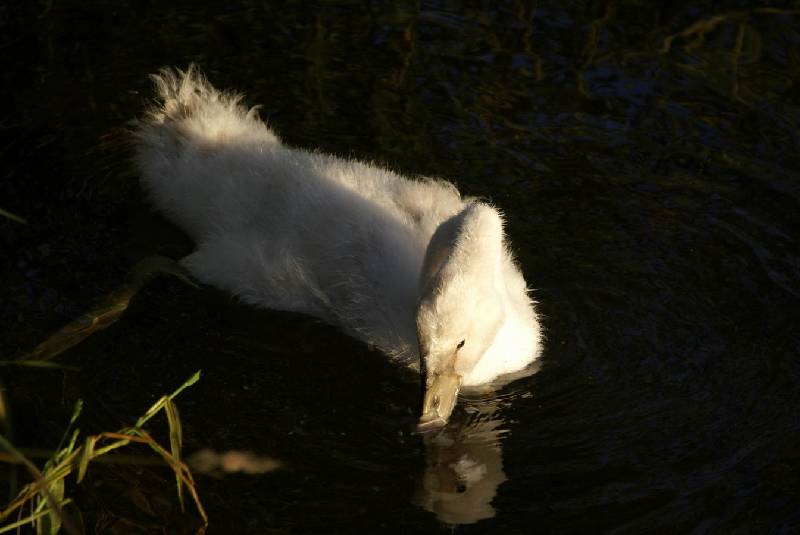 Schwaene auf der Sauer Bild Nr.006